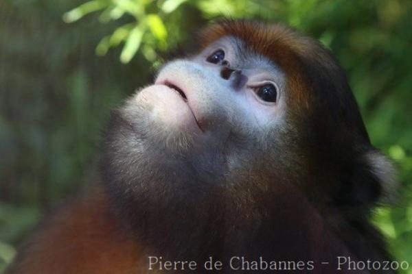 Grey snub-nosed monkey