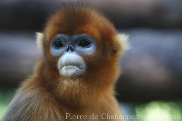 Golden snub-nosed monkey