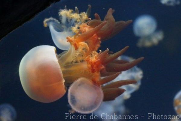 Flame jellyfish