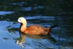 Ruddy shelduck