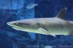 Whitetip reef shark