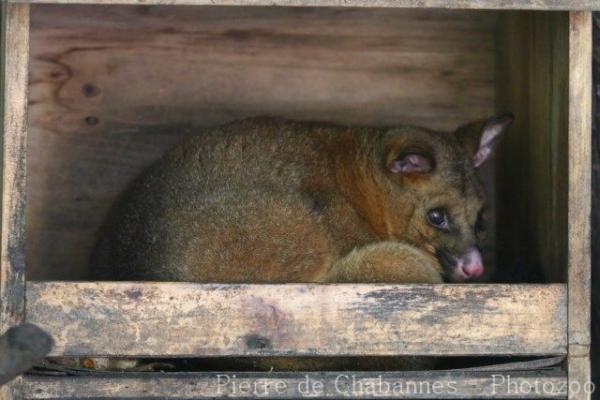 Common brushtail possum