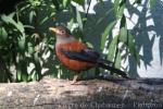 Chestnut thrush