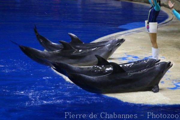 Pacific bottlenose dolphin