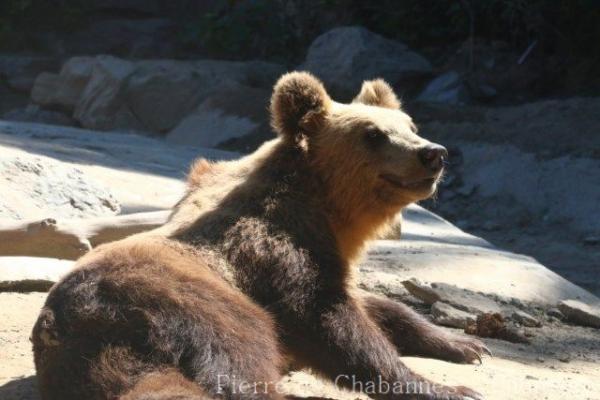 Ussuri brown bear