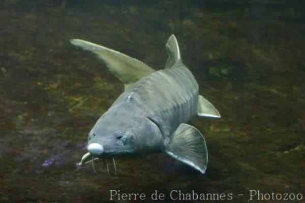 Chinese sturgeon