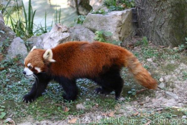 Red panda