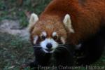 Red panda