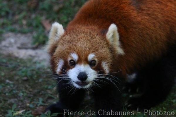 Red panda