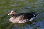 Eastern greylag goose