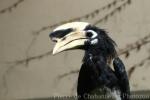 Oriental pied hornbill