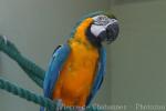 Blue-and-gold macaw