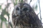 Short-eared owl