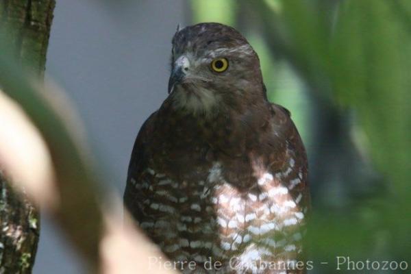 Grey-faced buzzard