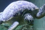 Pacific green sea-turtle