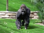 Western lowland gorilla