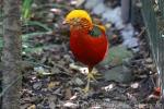 Golden pheasant