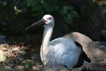 Oriental stork