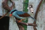 Common green magpie