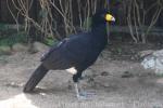 Black curassow