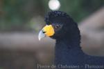 Black curassow