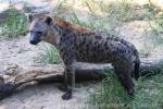 Spotted hyaena