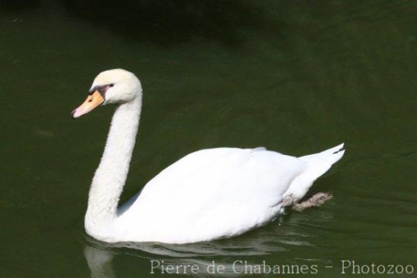 Mute swan