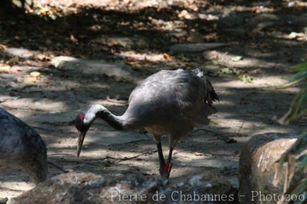 Common crane