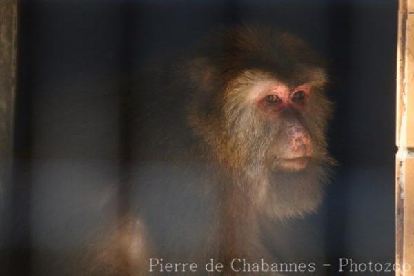 Tibetan macaque