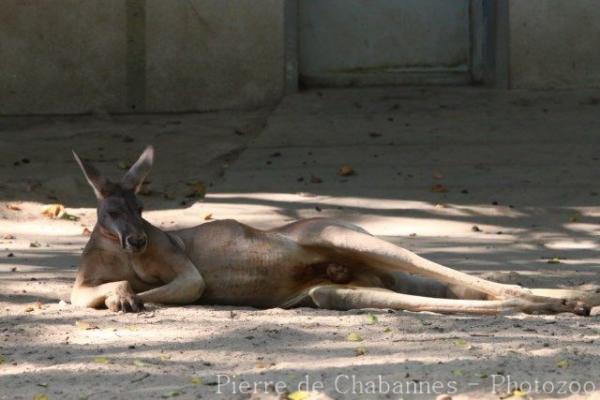 Red kangaroo