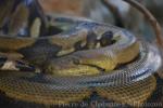 Reticulated python