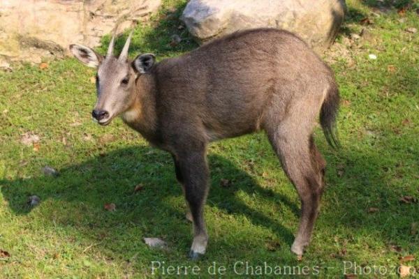 South Chinese goral