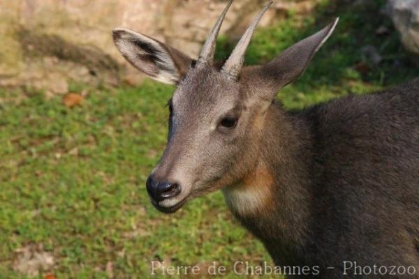 South Chinese goral