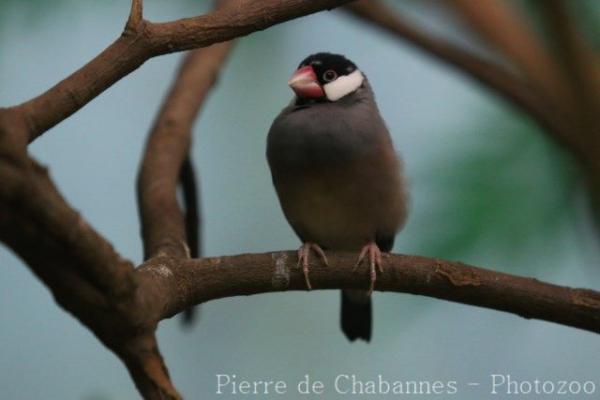 Java sparrow