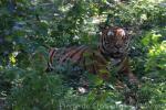 Mainland (South China) tiger