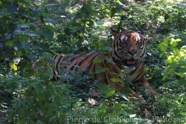 Mainland (South China) tiger