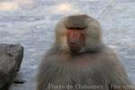 Hamadryas baboon