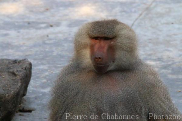 Hamadryas baboon