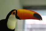 Toco toucan