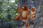 Golden snub-nosed monkey