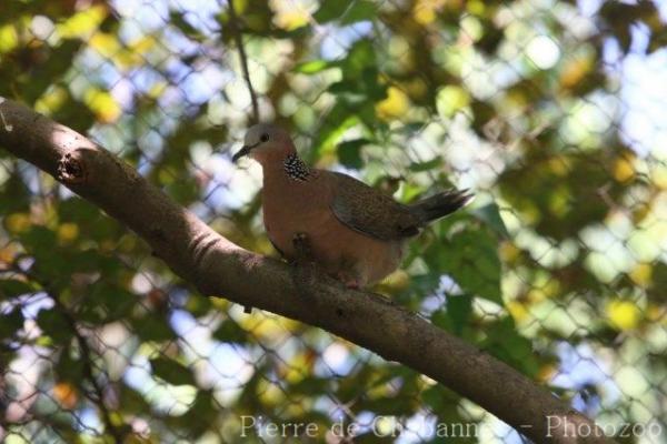 Eastern spotted dove