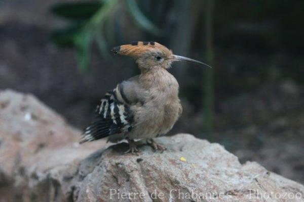 Common hoopoe