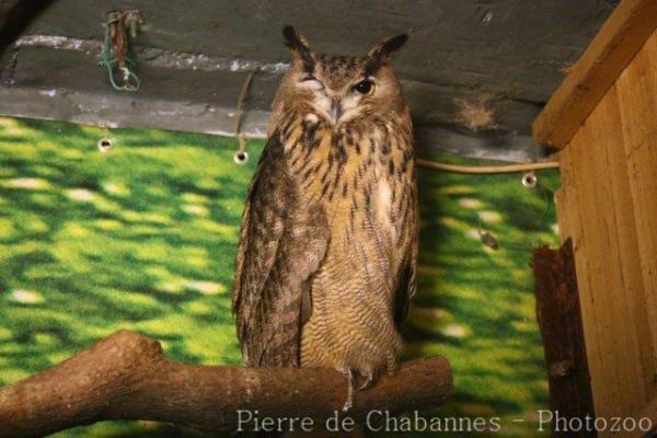 Eurasian eagle-owl