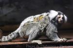 Common marmoset