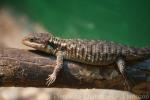 East African spiny-tailed lizard