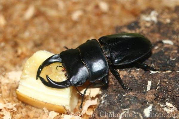 Hope's stag beetle