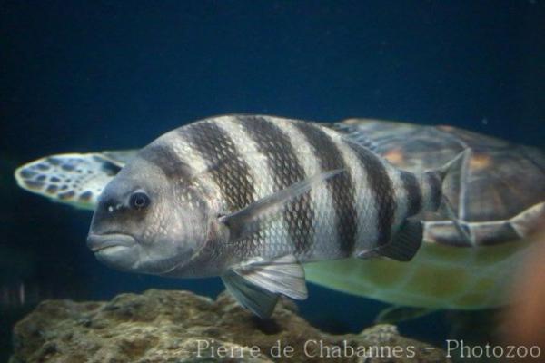 Sheepshead