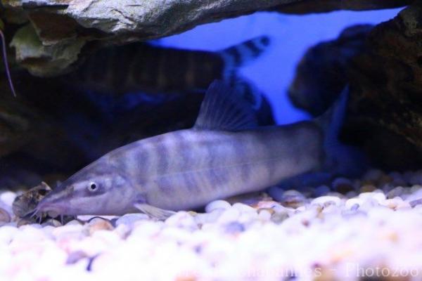 Golden chinese loach