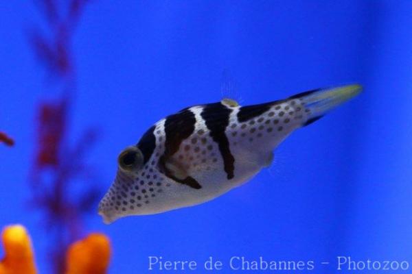 Valentin's sharpnose puffer