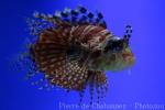 Zebra lionfish